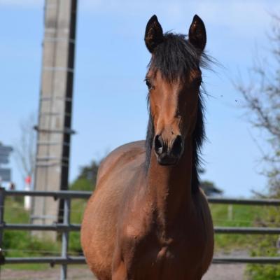 Chevaux en vente