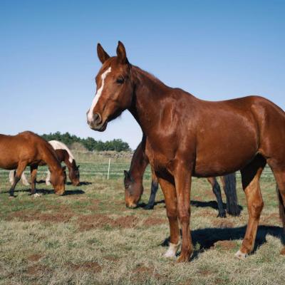 Chevaux en pension